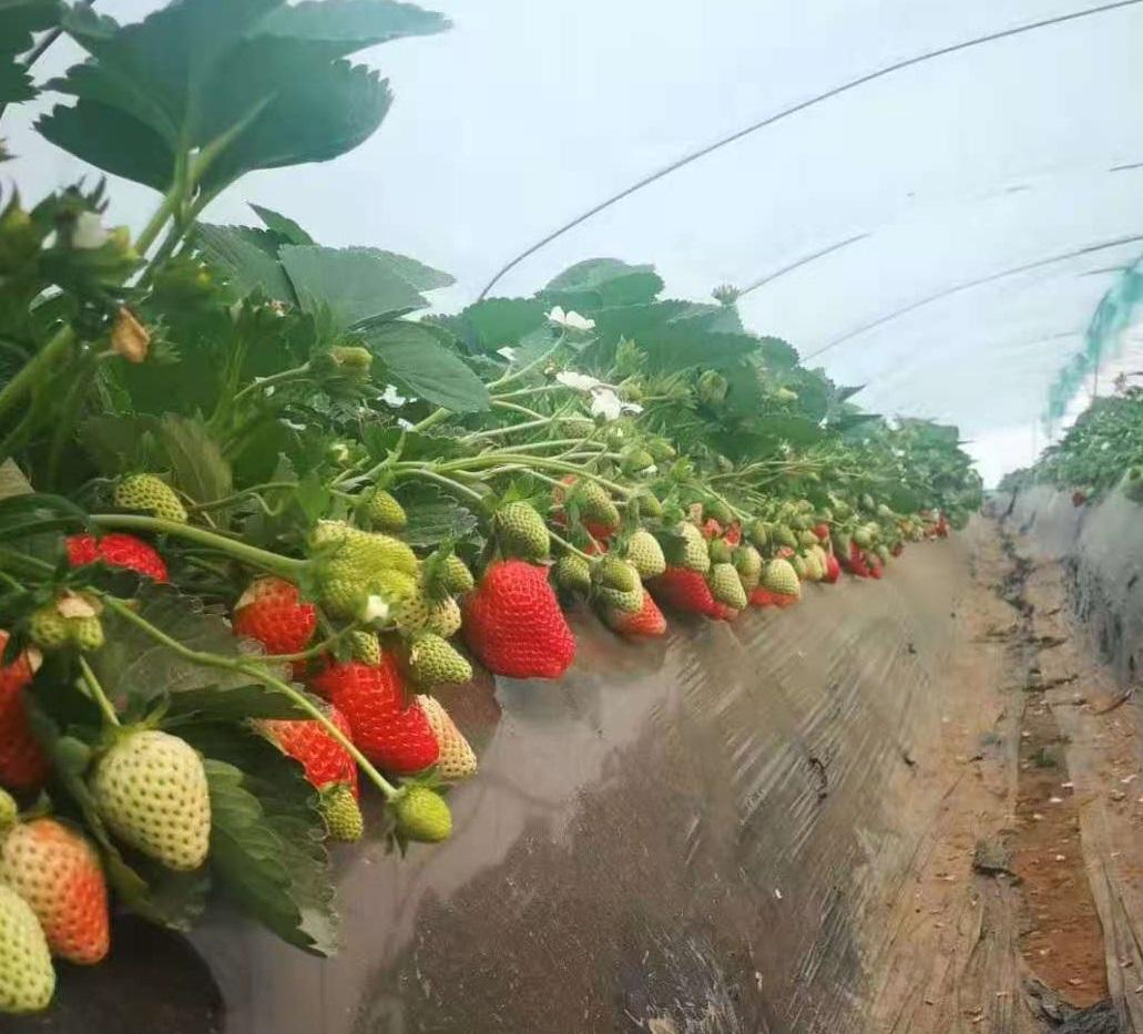 草莓到底如何施肥果大产量高？_土壤