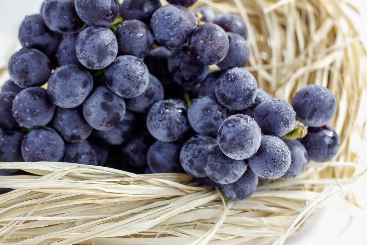 葡萄合集|常见18种葡萄的区别及口感