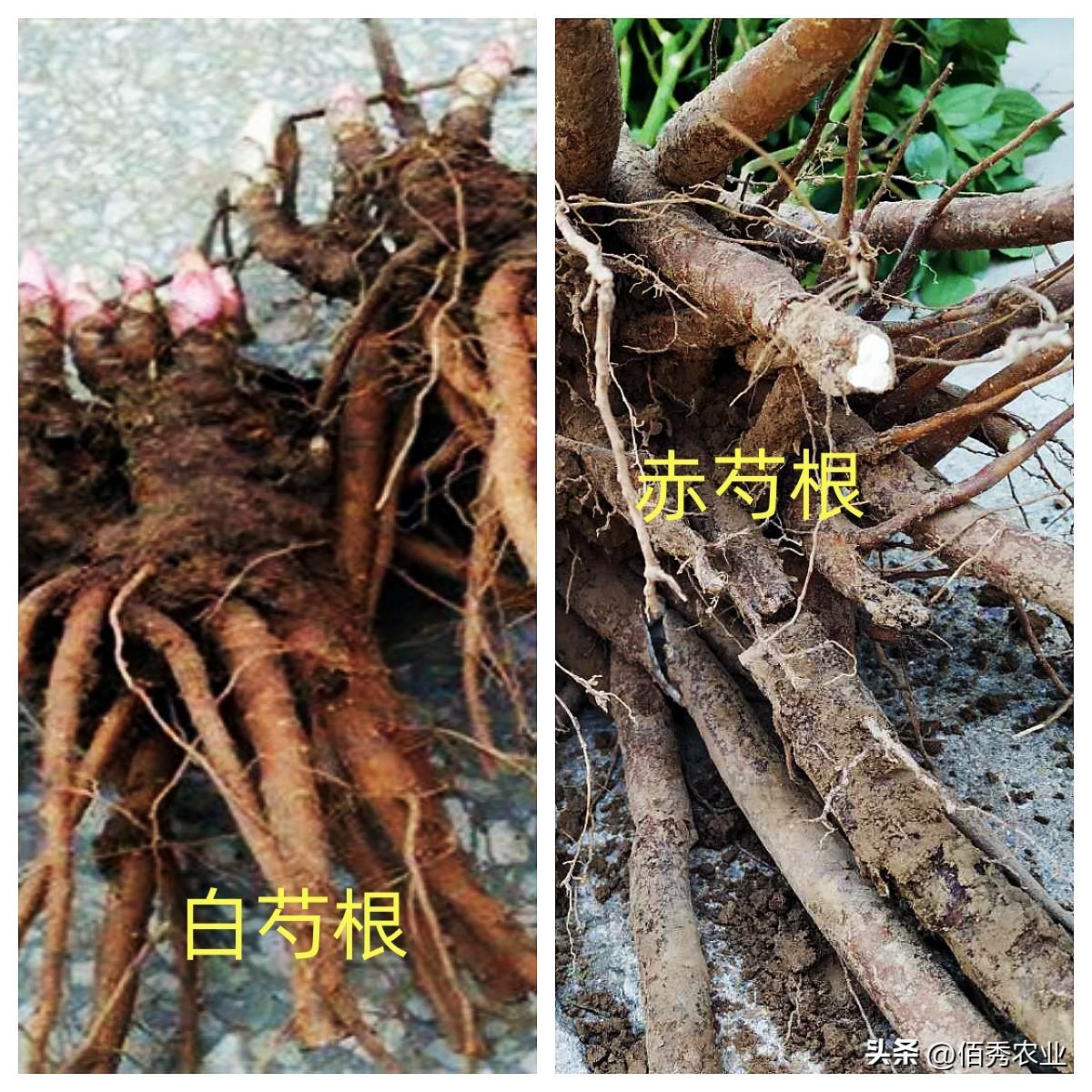 白芍 Bai shao / Peony Root / Radix Paeoniae Alba / Paeoniae Alba Rx ...