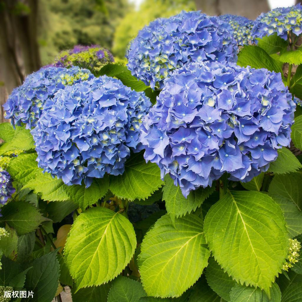浅蓝色的花有哪些 - 花百科